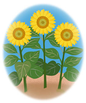 parts/sunflower1.jpg